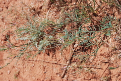 Astragalus gracilis