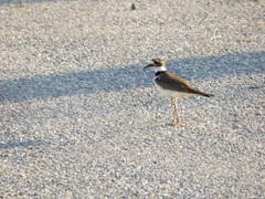 Charadrius vociferus