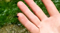 Chimarra texana