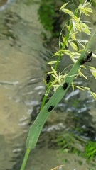 Chimarra texana