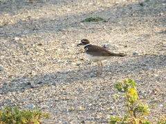 Charadrius vociferus