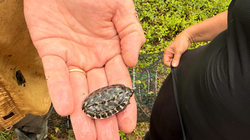 Mexican Giant Musk Turtle