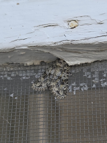 iNaturalist observation photo of Cutworms and Dart Moths
