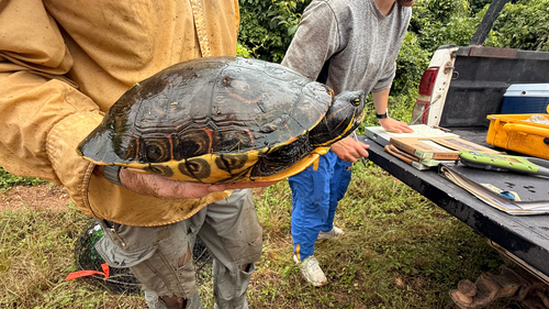 Mesoamerican Slider