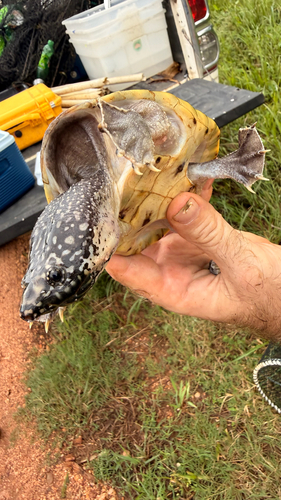 Mexican Giant Musk Turtle