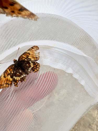 Hoffmann's Checkerspot photo 3