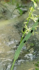 Chimarra texana