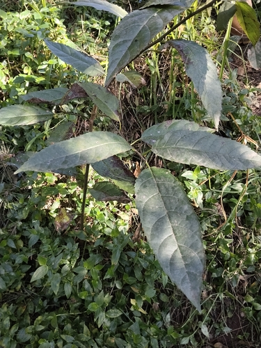 Ehretia acuminata, photograph 3