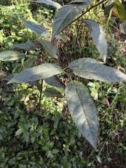 Ehretia acuminata, photograph (c) Liam southwell, some rights reserved (CC BY)
