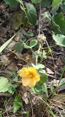 Malvastrum aurantiacum