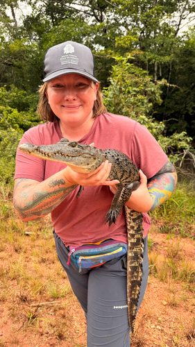 Morelet's Crocodile