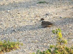 Charadrius vociferus