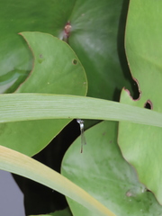 Agriocnemis femina oryzae