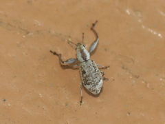 Pandeleteius defectus