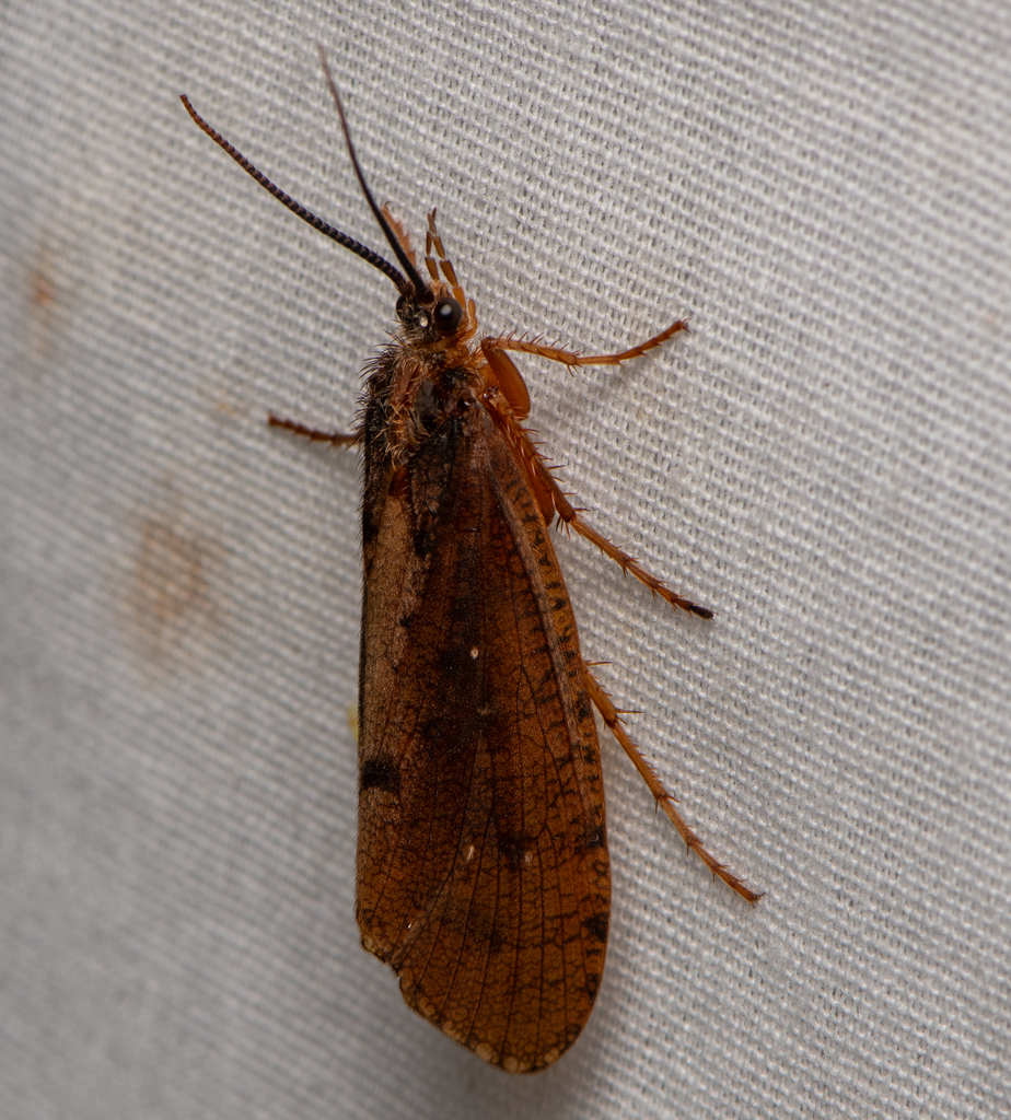 Ptilostomis semifasciata