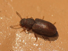Berginus pumilus
