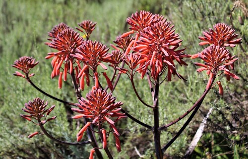 Aloe maculata