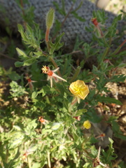 Oenothera