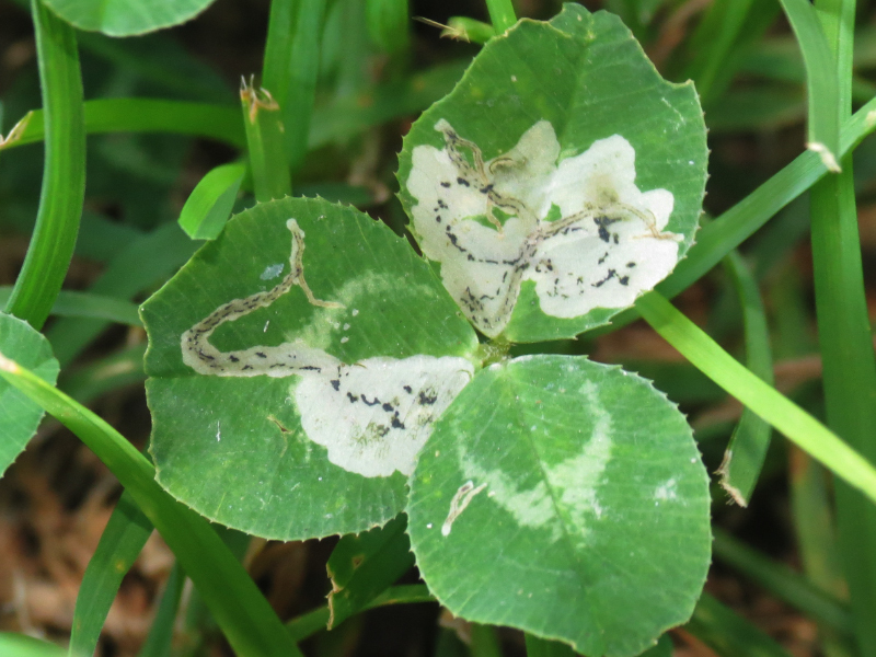 Liriomyza fricki