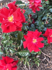 Rosa