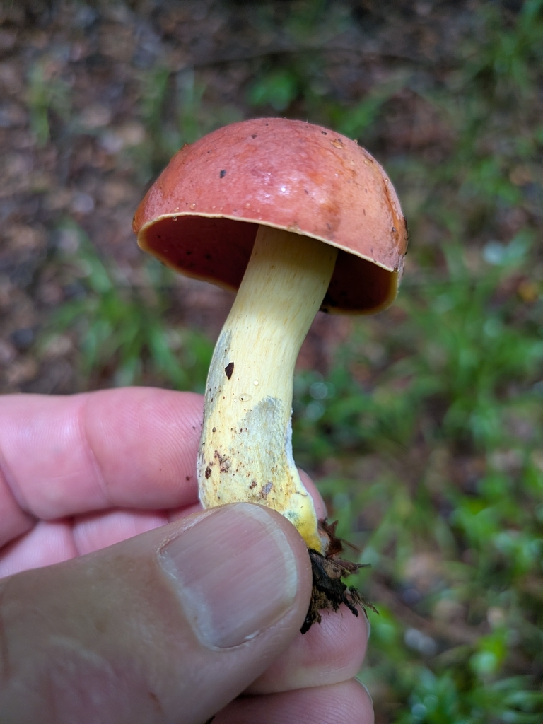 Neoboletus sp. 'IN03' · July 2026 · photo: Photo: no rights reserved · iNaturalist