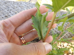 Oenothera
