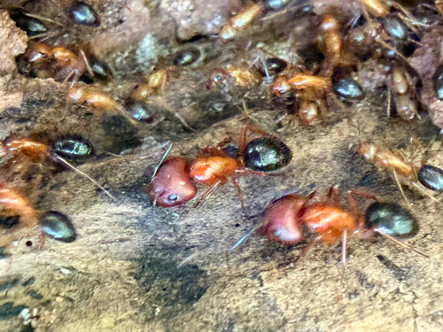 Florida carpenter ant