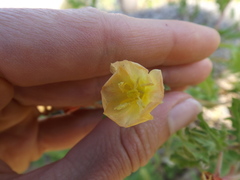 Oenothera