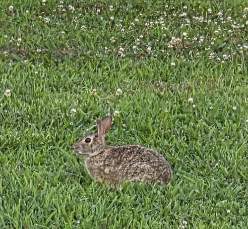 Eastern Cottontail