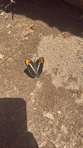 iNaturalist observation photo of California Sister