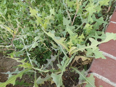 Lactuca serriola