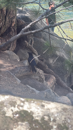 iNaturalist observation photo of Perching Birds