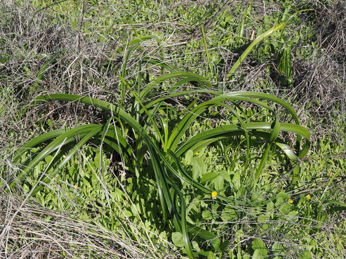 Crinum flaccidum, photograph 5