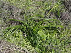Crinum flaccidum, photograph (c) Thomas Mesaglio, some rights reserved (CC BY)