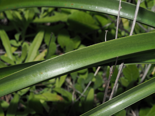 Crinum flaccidum, photograph 6