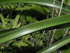 Crinum flaccidum, photograph (c) Thomas Mesaglio, some rights reserved (CC BY)