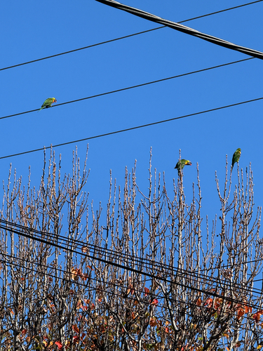 Rainbow Lorikeet