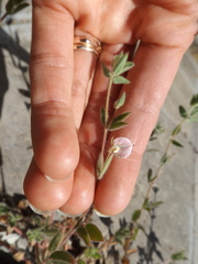 Acmispon americanus