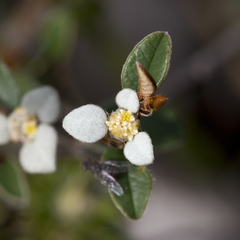 Spyridium thymifolium