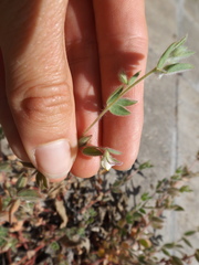 Acmispon americanus