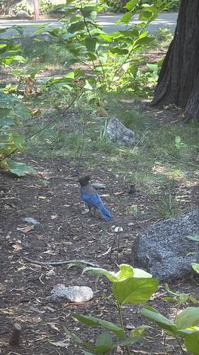 iNaturalist observation photo of Steller's Jay