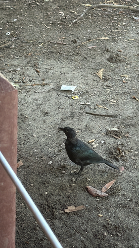iNaturalist observation photo of Brewer's Blackbird