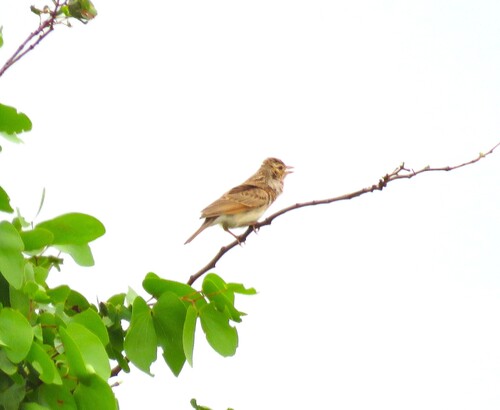 iNaturalist image