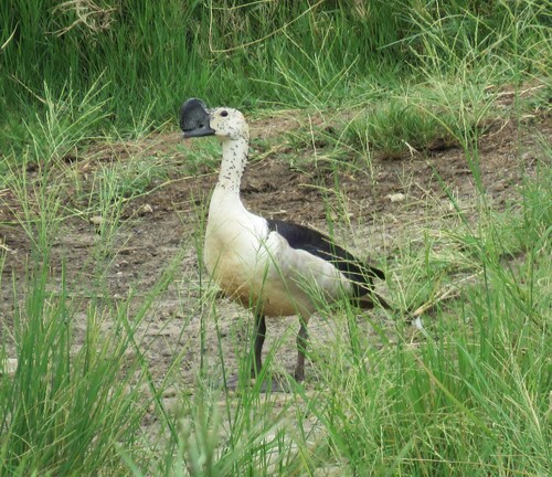 iNaturalist image