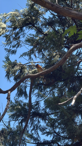 iNaturalist observation photo of Black-headed Grosbeak