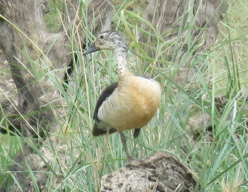 iNaturalist image
