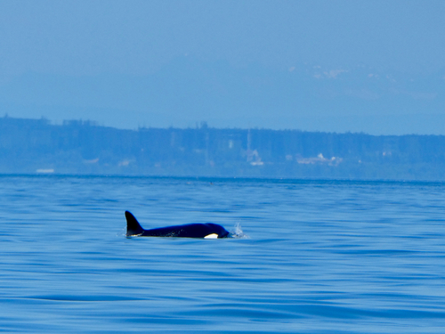 Sighting photo