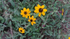 Zinnia maritima