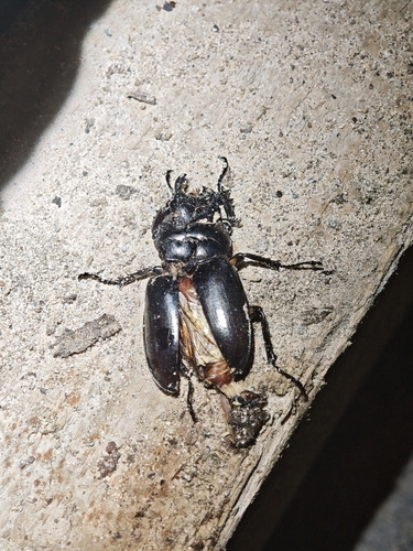 Lucanus fonti