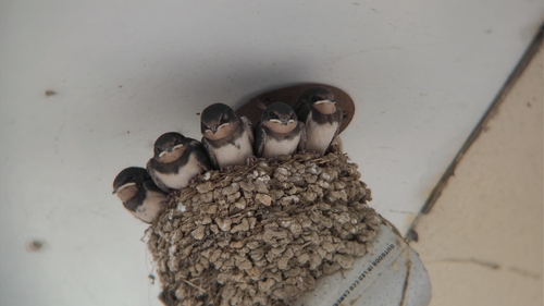 Barn Swallow